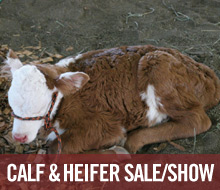 Club Calf & Heifer Show and Sale
