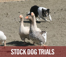 Stock Dog Trials